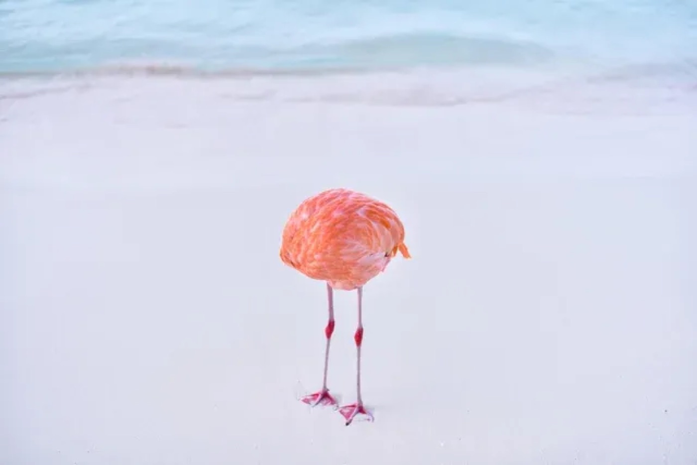 A flamingo photographed with its head tucked away, so it appears headless